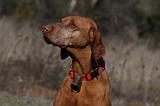 VIZSLA poil court 225